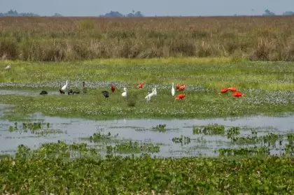 La área protegida está ubicada entre los municipios de Arauca y Cravo Norte.